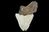 Bargain, Megalodon Tooth - North Carolina #101449-1